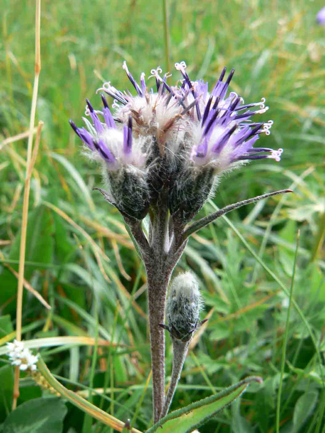 Saussurea alpina / Saussurea delle Alpi